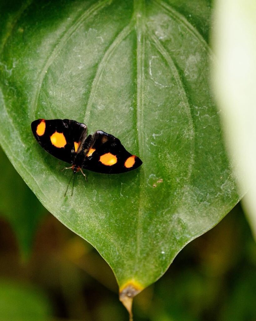 Mariposario y Restaurante My Time