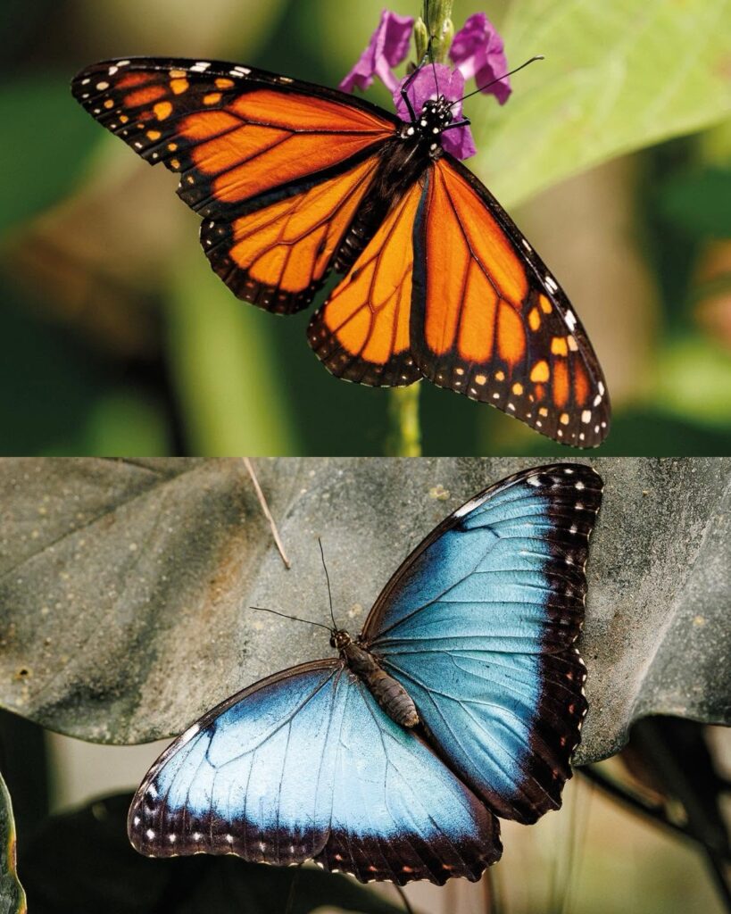 Mariposario y Restaurante My Time