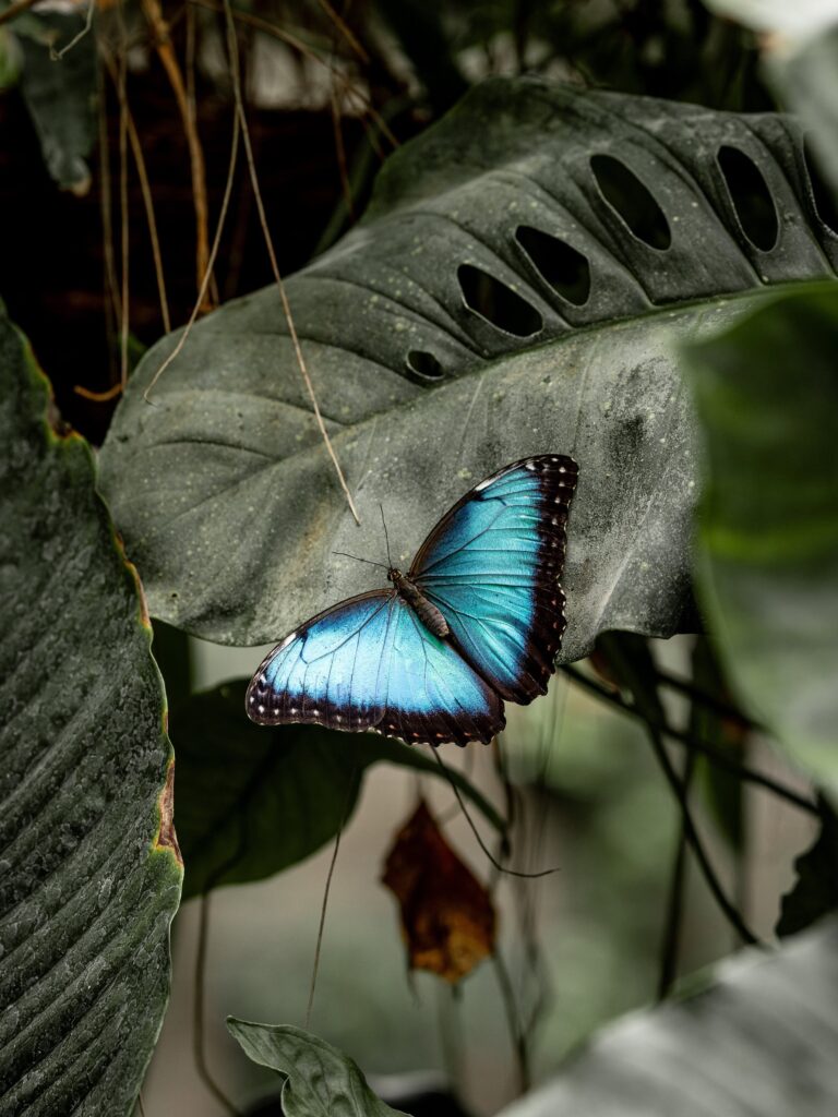 Mariposario y Restaurante My Time