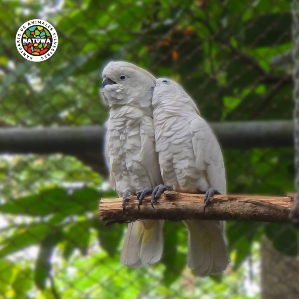 NATUWA, Centro de Rescate y Santuario de Vida Silvestre