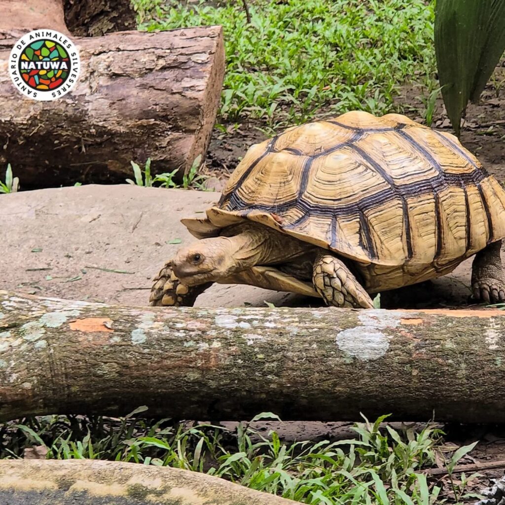 NATUWA, Centro de Rescate y Santuario de Vida Silvestre