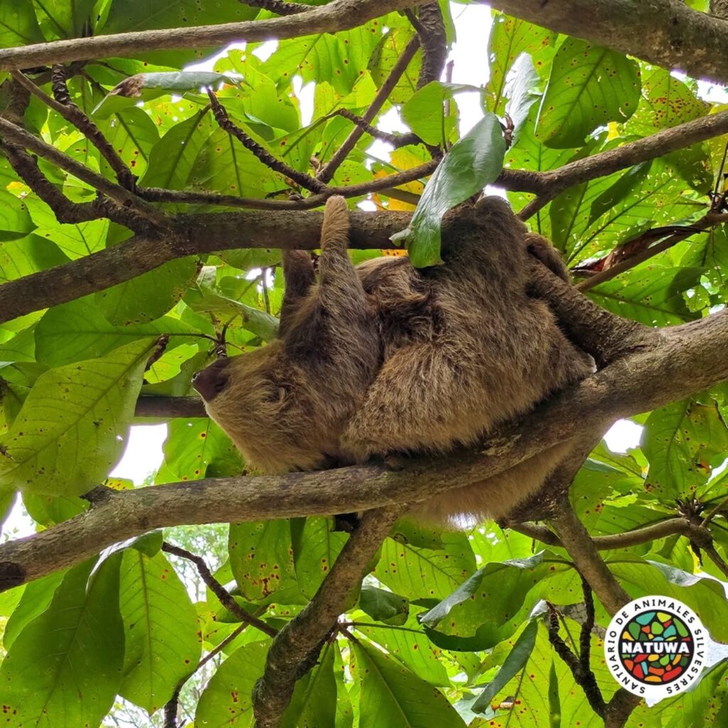 NATUWA, Centro de Rescate y Santuario de Vida Silvestre