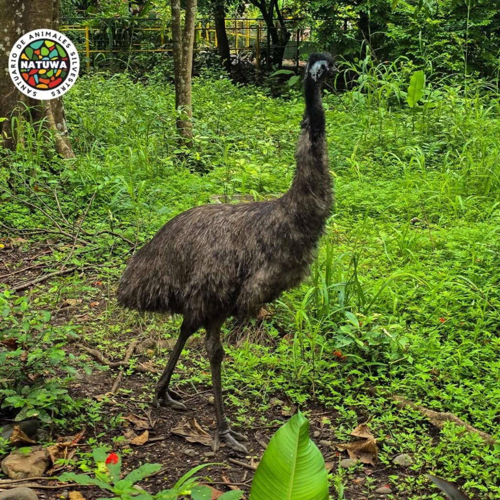 NATUWA, Centro de Rescate y Santuario de Vida Silvestre