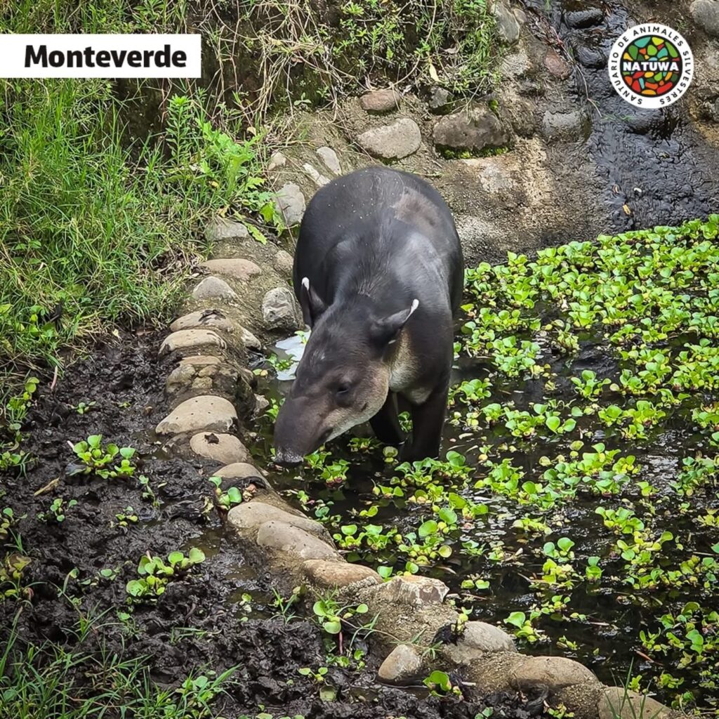 NATUWA, Centro de Rescate y Santuario de Vida Silvestre