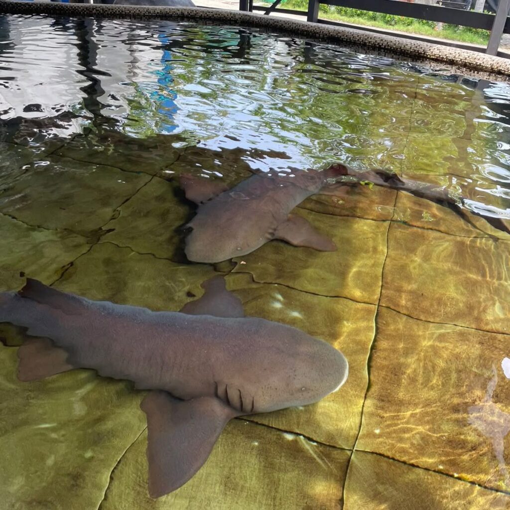 Parque Marino del Pacífico